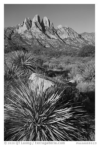 Sotol and Rabbit Ears from Aguirre Springs. Organ Mountains Desert Peaks National Monument, New Mexico, USA (black and white)