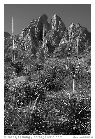 Flowering sotol and Rabbit Ears. Organ Mountains Desert Peaks National Monument, New Mexico, USA