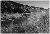 Shrubs in autum foliage and cliffs, Orilla Verde. Rio Grande Del Norte National Monument, New Mexico, USA ( black and white)