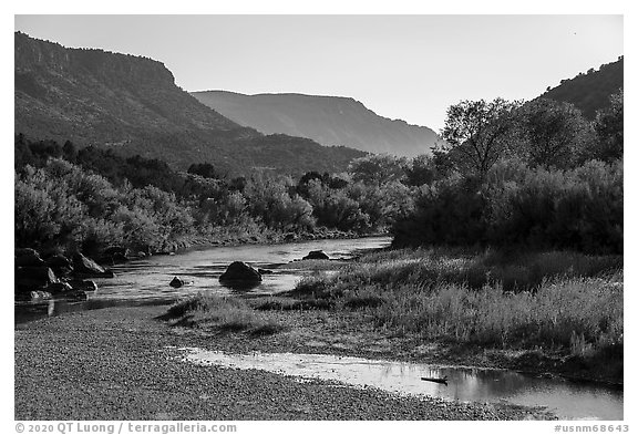 Trees in fall foliage in Lower Gorge. Rio Grande Del Norte National Monument, New Mexico, USA (black and white)