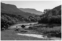 Trees in fall foliage in Lower Gorge. Rio Grande Del Norte National Monument, New Mexico, USA ( black and white)