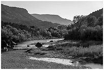 Trees in fall foliage in Lower Gorge. Rio Grande Del Norte National Monument, New Mexico, USA ( black and white)
