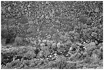 Rio Pueblo de Taos with fall foliage from above. Rio Grande Del Norte National Monument, New Mexico, USA ( black and white)