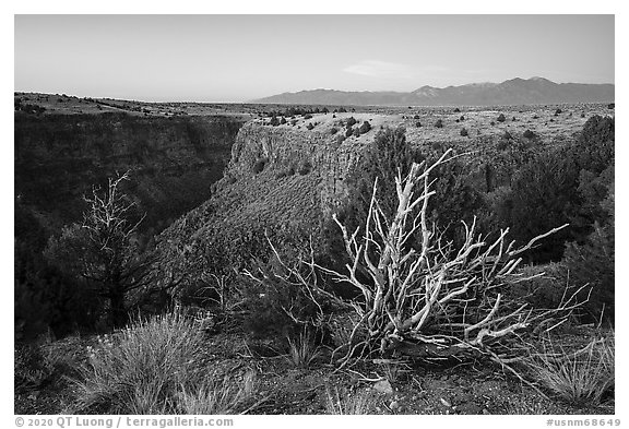Tree skeleton, Taos Valley Overlook. Rio Grande Del Norte National Monument, New Mexico, USA (black and white)