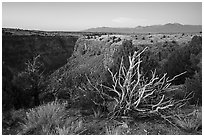 Tree skeleton, Taos Valley Overlook. Rio Grande Del Norte National Monument, New Mexico, USA ( black and white)