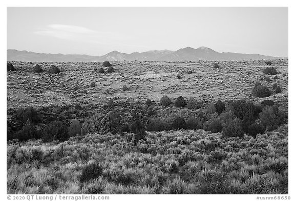 Sagebrush and juniper, Taos Valley Overlook. Rio Grande Del Norte National Monument, New Mexico, USA (black and white)