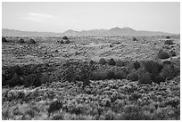 Sagebrush and juniper, Taos Valley Overlook. Rio Grande Del Norte National Monument, New Mexico, USA ( black and white)