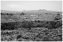 Sagebrush and juniper, Taos Valley Overlook. Rio Grande Del Norte National Monument, New Mexico, USA ( black and white)