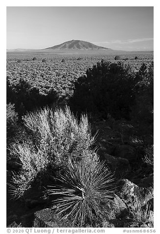 Desert plants, Taos Plateau, Ute Mountain. Rio Grande Del Norte National Monument, New Mexico, USA (black and white)