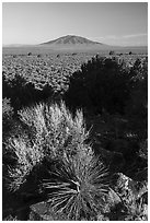 Desert plants, Taos Plateau, Ute Mountain. Rio Grande Del Norte National Monument, New Mexico, USA ( black and white)