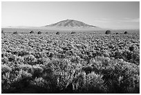 Sagebrush on Taos Plateau and Ute Mountain. Rio Grande Del Norte National Monument, New Mexico, USA ( black and white)