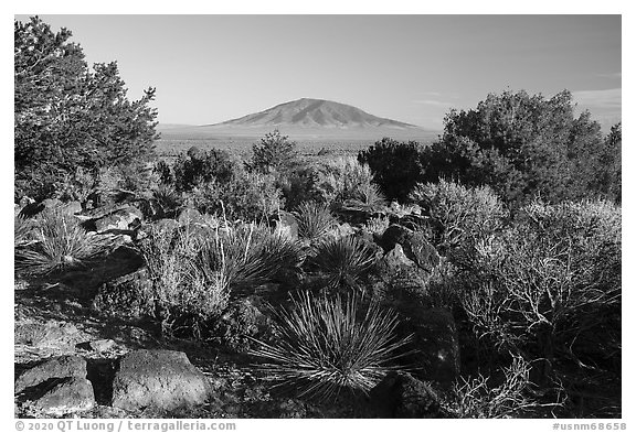 Sotol, Juniper and Ute Mountain. Rio Grande Del Norte National Monument, New Mexico, USA (black and white)