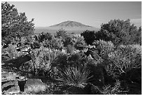 Sotol, Juniper and Ute Mountain. Rio Grande Del Norte National Monument, New Mexico, USA ( black and white)