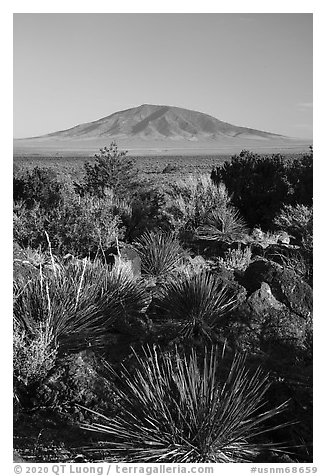 Sotol, Ute Mountain. Rio Grande Del Norte National Monument, New Mexico, USA (black and white)