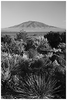 Sotol, Ute Mountain. Rio Grande Del Norte National Monument, New Mexico, USA ( black and white)