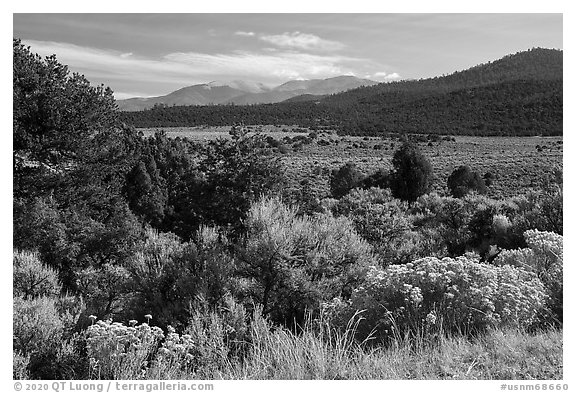 Sage, Juniper and Guadalupe Mountain. Rio Grande Del Norte National Monument, New Mexico, USA (black and white)