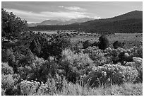 Sage, Juniper and Guadalupe Mountain. Rio Grande Del Norte National Monument, New Mexico, USA ( black and white)