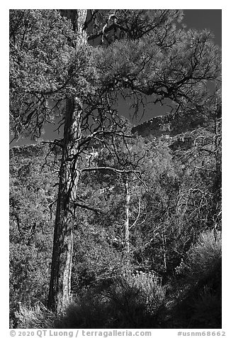 Ponderosa Pine, Big Arsenic. Rio Grande Del Norte National Monument, New Mexico, USA (black and white)
