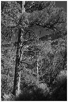 Ponderosa Pine, Big Arsenic. Rio Grande Del Norte National Monument, New Mexico, USA ( black and white)