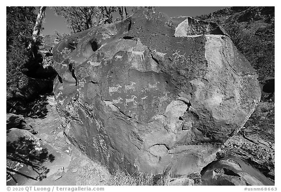 Boulder with petroglyphs, Big Arsenic. Rio Grande Del Norte National Monument, New Mexico, USA (black and white)