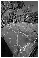 Boulder with large human figure petroglyphs. Rio Grande Del Norte National Monument, New Mexico, USA ( black and white)