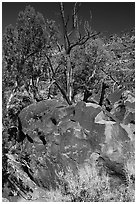 Boulder with sheep petroglyphs, Big Arsenic. Rio Grande Del Norte National Monument, New Mexico, USA ( black and white)