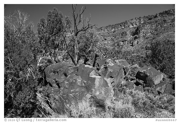 Boulder with petrogphys and canyon walls. Rio Grande Del Norte National Monument, New Mexico, USA