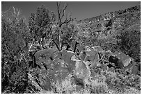 Boulder with petrogphys and canyon walls. Rio Grande Del Norte National Monument, New Mexico, USA ( black and white)