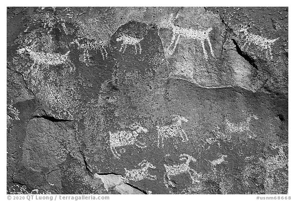 Close-up of animal petroglyps. Rio Grande Del Norte National Monument, New Mexico, USA (black and white)