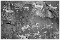 Close-up of animal petroglyps. Rio Grande Del Norte National Monument, New Mexico, USA ( black and white)