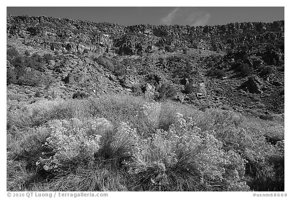 Rabbitbrush in bloom and cliffs, Big Arsenic. Rio Grande Del Norte National Monument, New Mexico, USA (black and white)