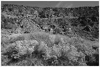 Rabbitbrush in bloom and cliffs, Big Arsenic. Rio Grande Del Norte National Monument, New Mexico, USA ( black and white)