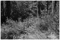 Bushes in bloom in ponderosa pine forest near Big Arsenic Spring. Rio Grande Del Norte National Monument, New Mexico, USA ( black and white)