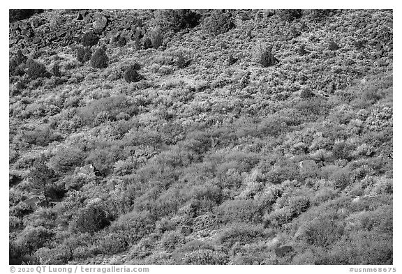 Shurbs with autumn colors from above. Rio Grande Del Norte National Monument, New Mexico, USA (black and white)