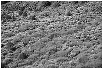 Shurbs with autumn colors from above. Rio Grande Del Norte National Monument, New Mexico, USA ( black and white)