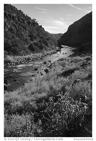 Cactus, shurbs in fall colors, Rio Grande River, John Dunn Bridge Recreation Site. Rio Grande Del Norte National Monument, New Mexico, USA (black and white)
