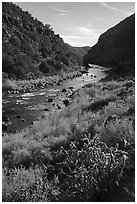 Cactus, shurbs in fall colors, Rio Grande River, John Dunn Bridge Recreation Site. Rio Grande Del Norte National Monument, New Mexico, USA ( black and white)