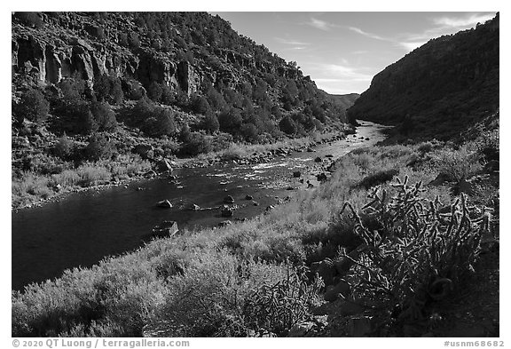Cactus and shurbs in autumn, John Dunn Bridge Recreation Site. Rio Grande Del Norte National Monument, New Mexico, USA (black and white)