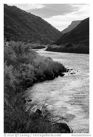 Fall colors on the banks of the Rio Grande River. Rio Grande Del Norte National Monument, New Mexico, USA (black and white)