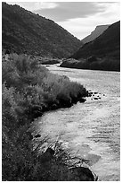 Fall colors on the banks of the Rio Grande River. Rio Grande Del Norte National Monument, New Mexico, USA ( black and white)