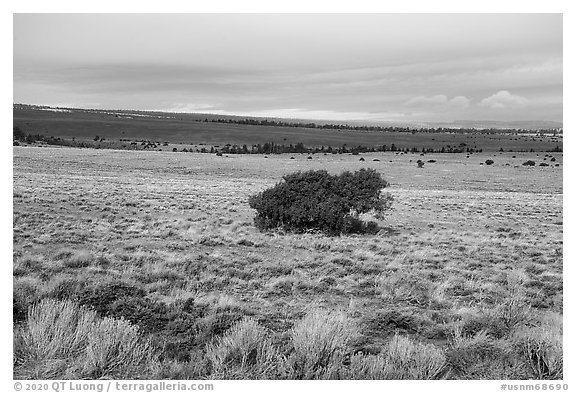 Sagebrush and isolated juniper, Pinabetal Mesa. Rio Grande Del Norte National Monument, New Mexico, USA (black and white)