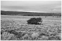 Sagebrush and isolated juniper, Pinabetal Mesa. Rio Grande Del Norte National Monument, New Mexico, USA ( black and white)