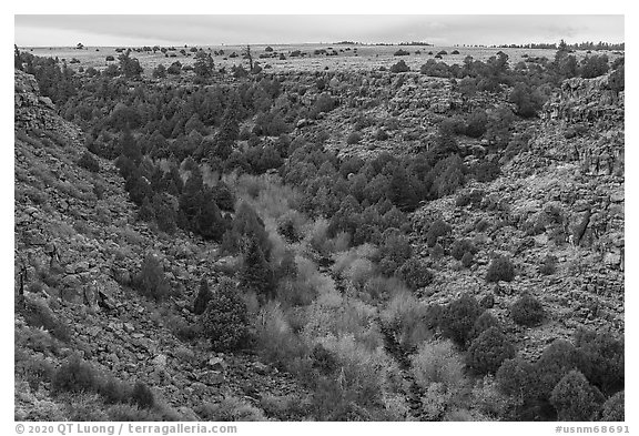 Juniper and pocket of trees in autumn foliage in Rio San Antonio. Rio Grande Del Norte National Monument, New Mexico, USA (black and white)