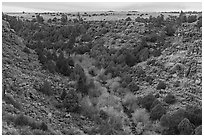 Juniper and pocket of trees in autumn foliage in Rio San Antonio. Rio Grande Del Norte National Monument, New Mexico, USA ( black and white)