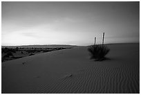 Yucca at sunrise. White Sands National Monument, New Mexico, USA (black and white)