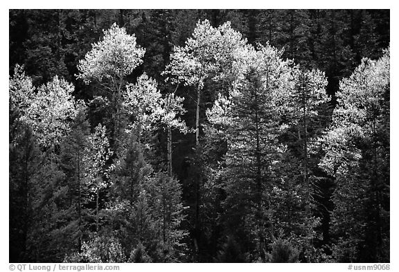 Aspens and conifers in spring. New Mexico, USA (black and white)