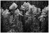 Aspens and conifers in spring. New Mexico, USA (black and white)