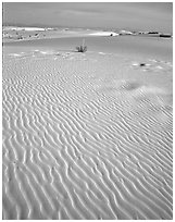 Ripples in sand dunes. White Sands National Monument, New Mexico, USA (black and white)