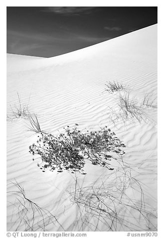 Flowers and dunes. White Sands National Monument, New Mexico, USA