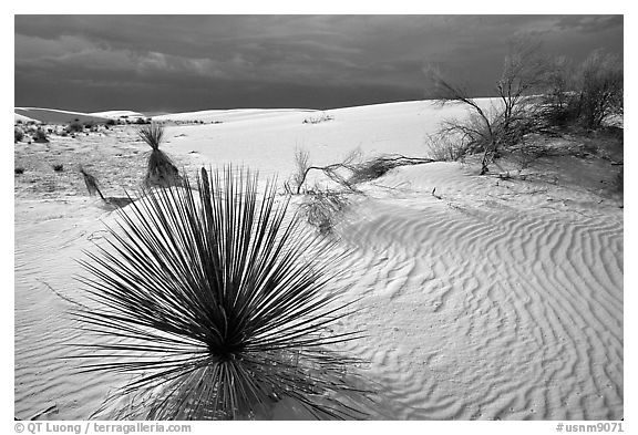 Yuccas, White Sand National Monument. New Mexico, USA (black and white)